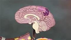 The excretory system