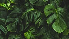 Phytohormones, biosynthesis, transport, and perception.